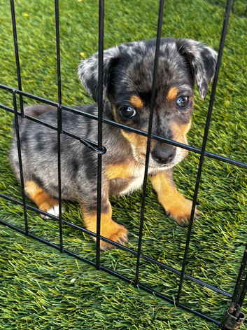 Jack Russell puppies