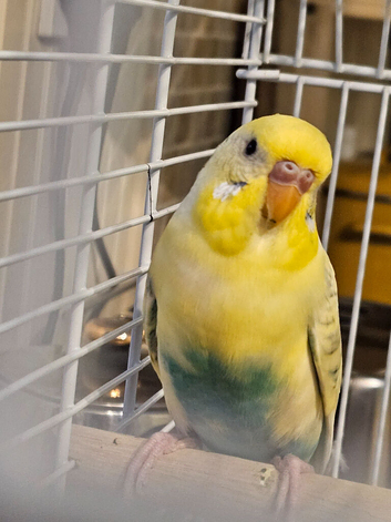 Young Budgie
