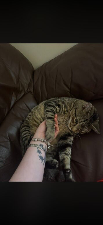 Tabby boy cat