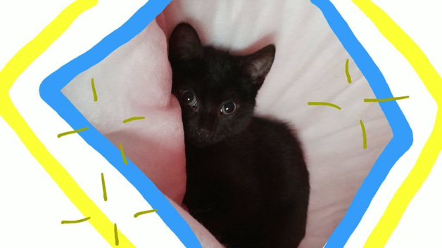 Kitten