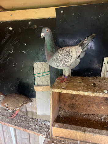 Healthy breeding female