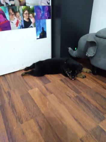 Rottweiler puppie 10 weeks old