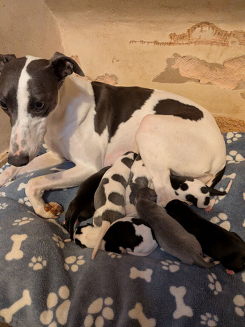 KC Registered Whippet Puppies &ndash; 4 Boys & 3 Girls &ndash; Now Born & Ready to Reserve