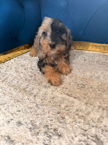 Beautiful puppies