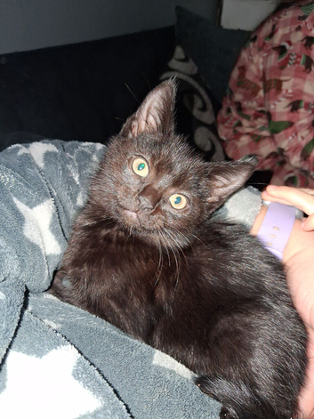 Kittens