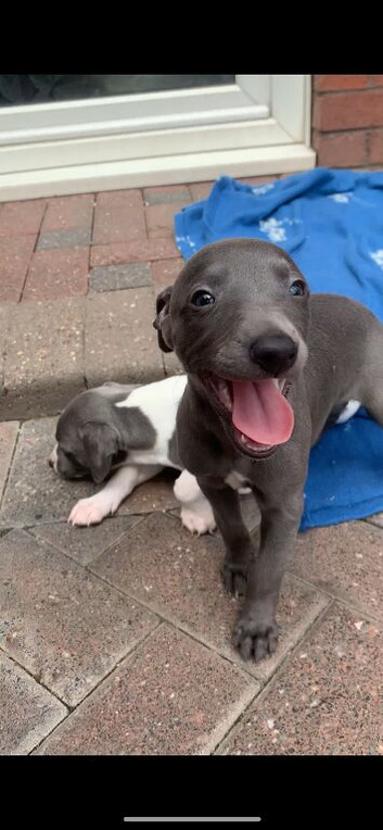 Blue kennel club registered whippet pups