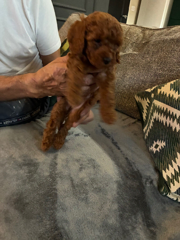 KC registered miniature poodles
