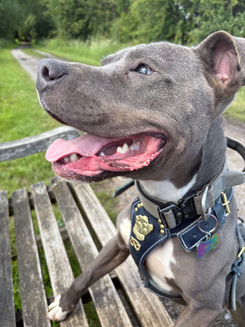 Blue staffy for sale