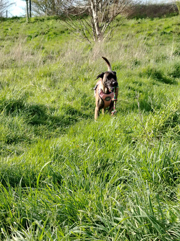 2 year old female Belgium malinos