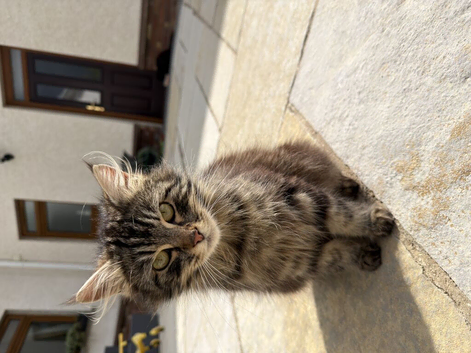 Long haired kitten for sale