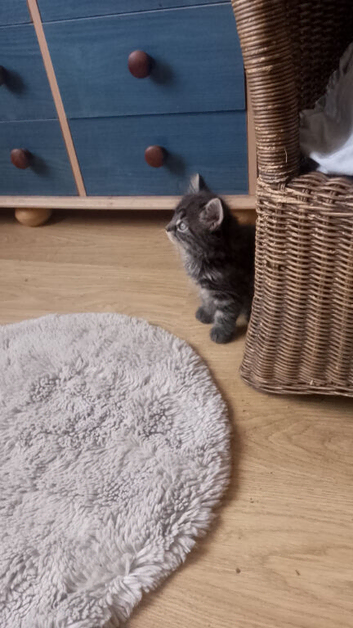 Cutey kittens