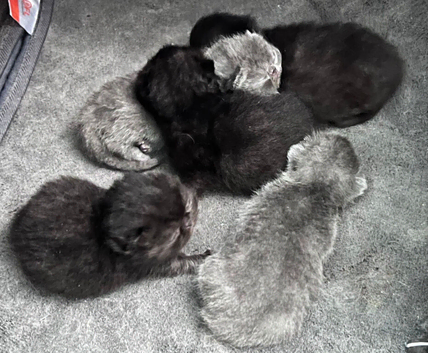 Exotic Shorthair Kittens For Sale