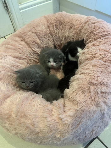 Kitten for sale