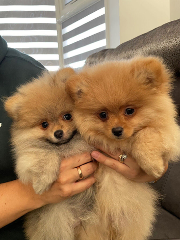 Pomeranian puppies for sale