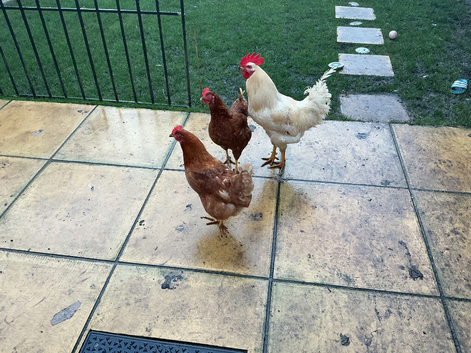 White rooster NOT THE Hens