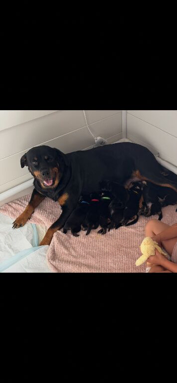 Rottweiler puppies