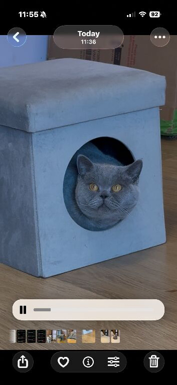 PEDIGREE, LOVING, HEALTHY, BSH NEEDS NEW HOME