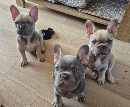 French bulldog puppies for sale