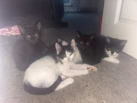 7 beautiful kittens