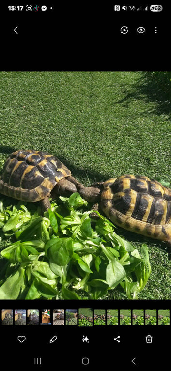 Two Hermann&rsquo;s Tortoises Looking for Their Own Kingdoms