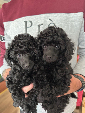 Toy Poodle Puppies