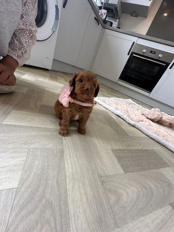 Tiny Asian style maltipoo puppies avalible