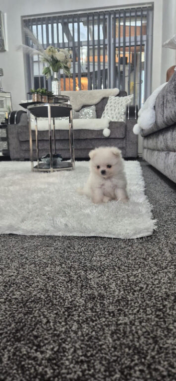 Pomeranian teddy bears xxs