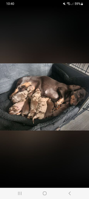 7 miniature dashshunds looking for their forever homes