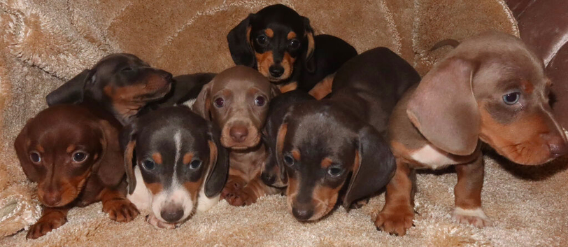 Full dachshunds