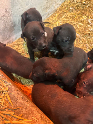 Stunning Lurcher puppies