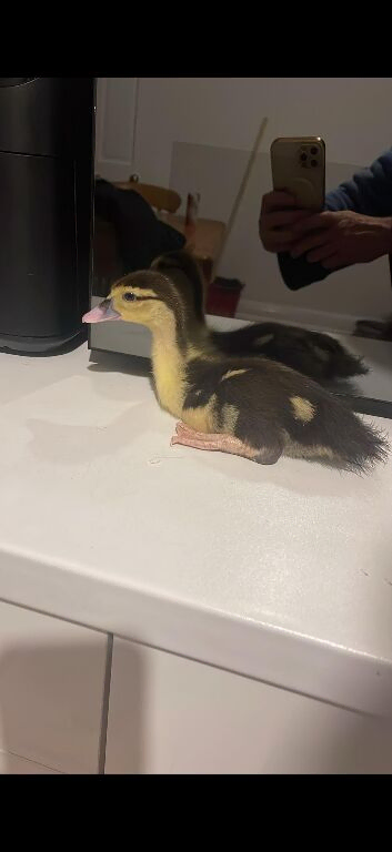 Muscovy ducklings