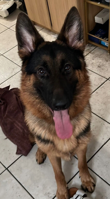 GSD European Line - Family Guard Dog