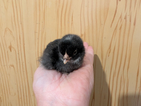 unsexed pekin chicks