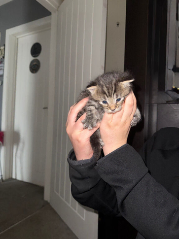 4 beautiful kittens for sale