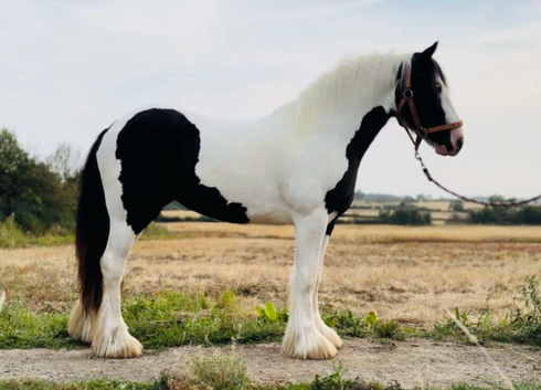 Lionswood The Duchess 13.3hh Piebald Mare Unbroken