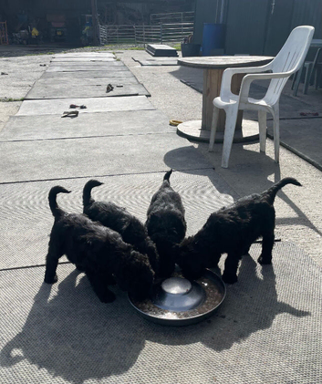 Black Russian Terrier
