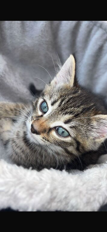 Male blue eyed kitten