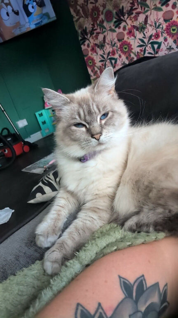 Blue lynx female ragdoll