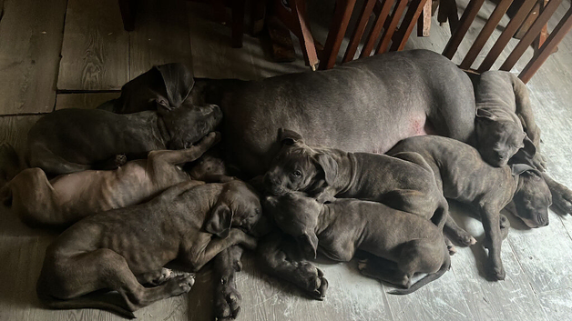Cane Corso blue eyes, Blue/brindle, puppies