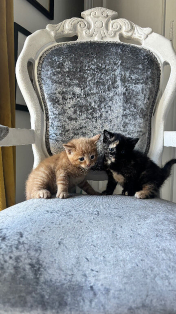 Boy & Girl Kittens Ready Now