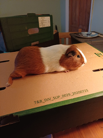 Chocolate and Red Dutch Guinea Pigs