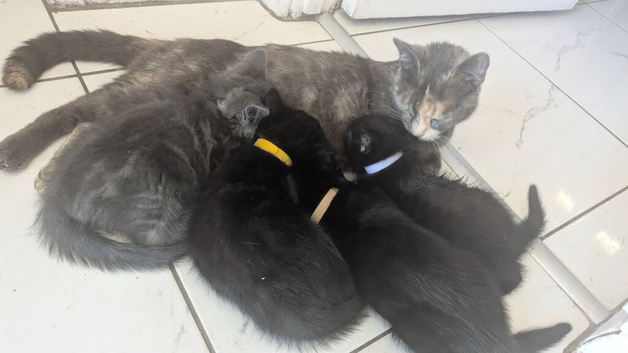 9 week old kittens