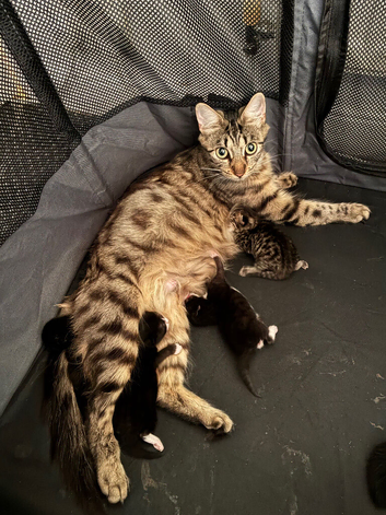 Kittens for sale