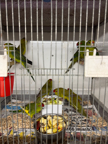 Kakarikis
