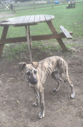 6 month old saluki bull greyhound