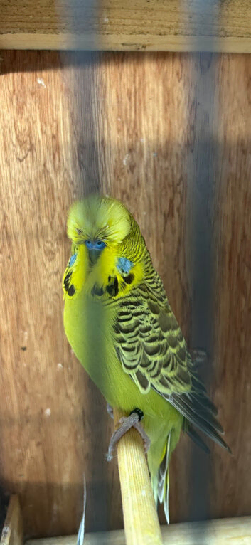 Lovely budgies