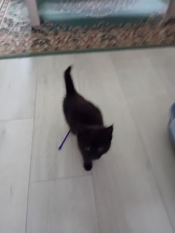 Mixed maine coon kitten. 8. Weeks old. Female.