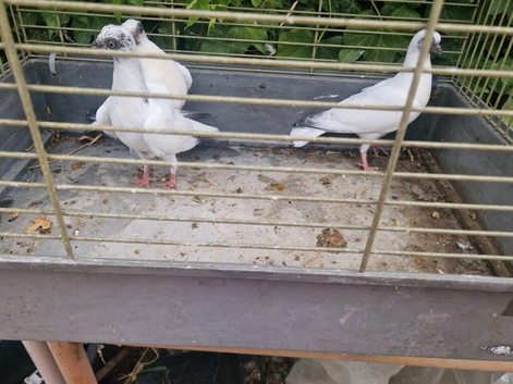 Varying birds