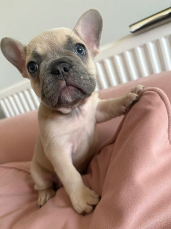 Stunning French Bulldogs
