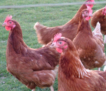 Fertile Warren eggs